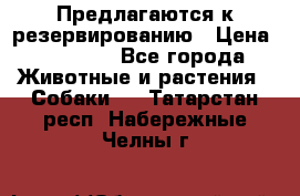 Предлагаются к резервированию › Цена ­ 16 000 - Все города Животные и растения » Собаки   . Татарстан респ.,Набережные Челны г.